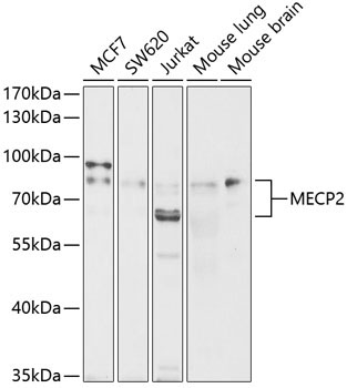 MECP2 Rabbit Polyclonal Antibody [KO Validated]
