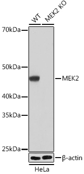 MEK2 Rabbit Monoclonal Antibody [KO Validated]