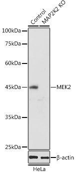 MEK2 Rabbit Polyclonal Antibody [KO Validated]
