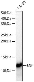 MIF Rabbit Polyclonal Antibody [KO Validated]