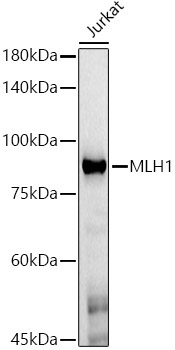 MLH1 Mouse Monoclonal Antibody [KO Validated]