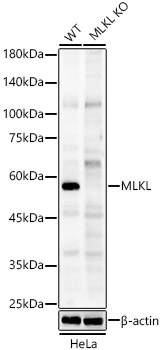 MLKL Rabbit Polyclonal Antibody [KO Validated]