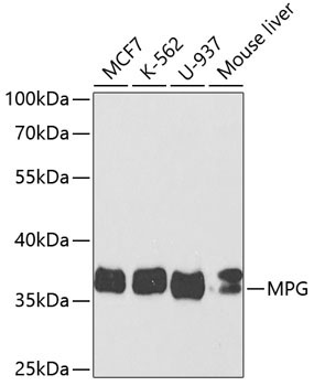 MPG Rabbit Polyclonal Antibody [KO Validated]