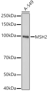 MSH2 Rabbit Polyclonal Antibody [KO Validated]