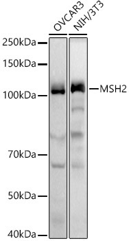 MSH2 Rabbit Polyclonal Antibody [KO Validated]