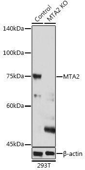 MTA2 Rabbit Polyclonal Antibody [KO Validated]