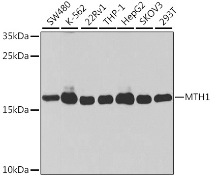 MTH1 Rabbit Polyclonal Antibody [KO Validated]