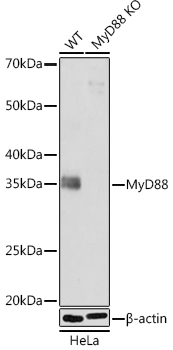 MyD88 Rabbit Monoclonal Antibody [KO Validated]
