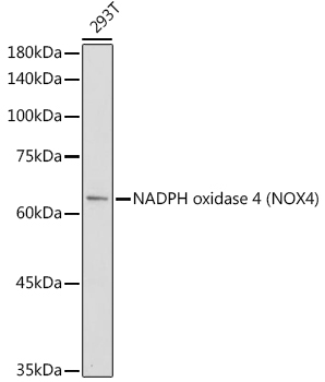 NADPH oxidase 4 (NOX4) Rabbit Polyclonal Antibody [KO Validated]