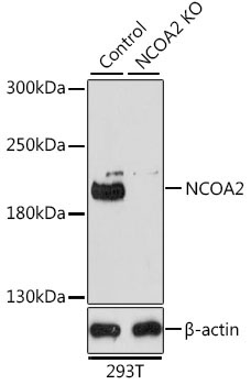 NCOA2 Rabbit Polyclonal Antibody [KO Validated]
