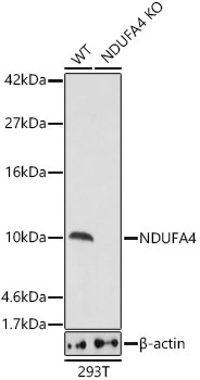 NDUFA4 Rabbit Polyclonal Antibody [KO Validated]