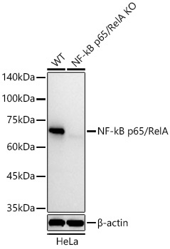 NF-kB p65/RelA Rabbit Monoclonal Antibody [KO Validated]