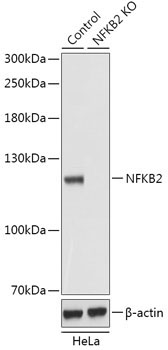 NF-?B2 Rabbit Polyclonal Antibody [KO Validated]