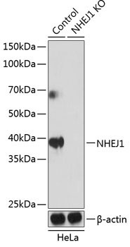 NHEJ1 Rabbit Polyclonal Antibody [KO Validated]