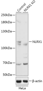 NLRX1 Rabbit Polyclonal Antibody [KO Validated]