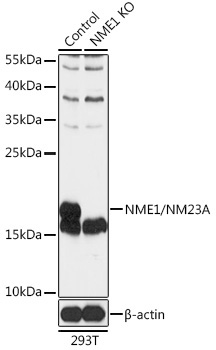 NME1/NM23A Rabbit Polyclonal Antibody [KO Validated]