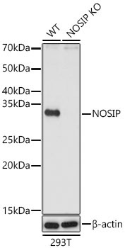 NOSIP Rabbit Polyclonal Antibody [KO Validated]