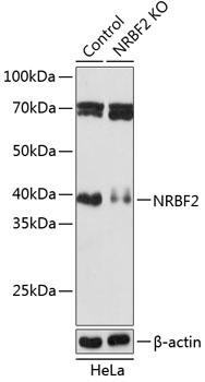 NRBF2 Rabbit Polyclonal Antibody [KO Validated]