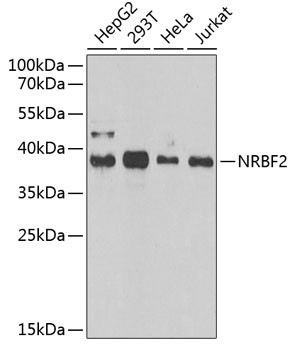NRBF2 Rabbit Polyclonal Antibody [KO Validated]