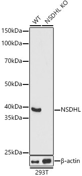 NSDHL Rabbit Polyclonal Antibody [KO Validated]