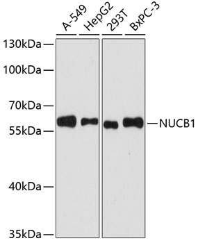 NUCB1 Rabbit Polyclonal Antibody [KO Validated]