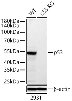 p53 Rabbit Monoclonal Antibody [KO Validated]
