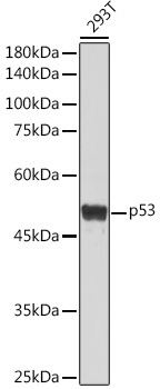p53 Rabbit Polyclonal Antibody [KO Validated]