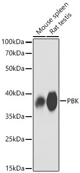 PBK Rabbit Polyclonal Antibody [KO Validated]