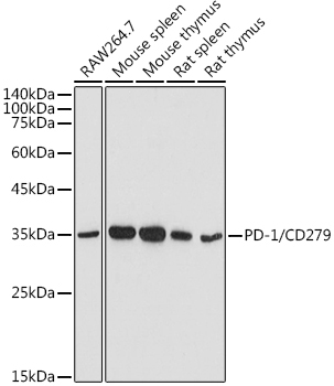 PD-1/CD279 Rabbit Polyclonal Antibody [KO Validated]