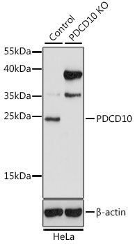 PDCD10 Rabbit Polyclonal Antibody [KO Validated]
