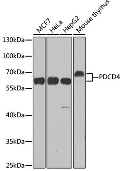 PDCD4 Rabbit Polyclonal Antibody [KO Validated]