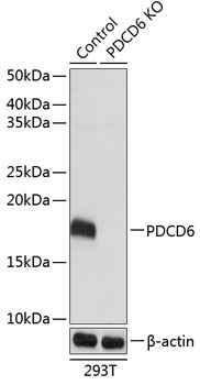 PDCD6 Rabbit Polyclonal Antibody [KO Validated]