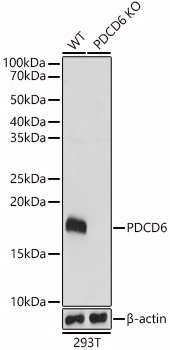 PDCD6 Rabbit Polyclonal Antibody [KO Validated]