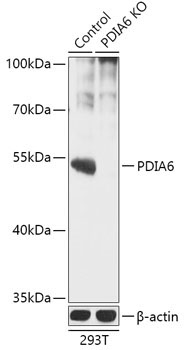 PDIA6 Rabbit Polyclonal Antibody [KO Validated]