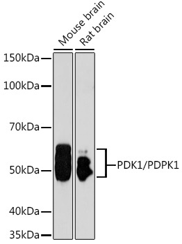 PDK1/PDPK1 Rabbit Polyclonal Antibody [KO Validated]