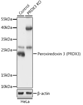 Peroxiredoxin 3 (PRDX3) Rabbit Polyclonal Antibody [KO Validated]
