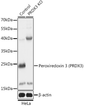 Peroxiredoxin 3 (PRDX3) Rabbit Polyclonal Antibody [KO Validated]