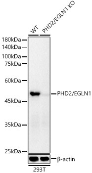 PHD2/EGLN1 Rabbit Monoclonal Antibody [KO Validated]