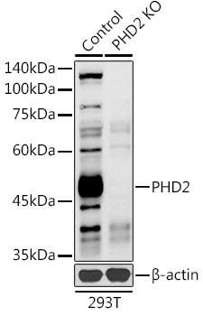 PHD2/EGLN1 Rabbit Polyclonal Antibody [KO Validated]