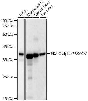 PKA C-alpha (PRKACA) Mouse Monoclonal Antibody [KO Validated]