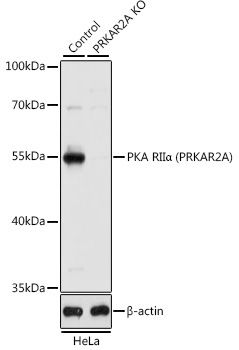 PKA RIIAlpha (PRKAR2A) Rabbit Polyclonal Antibody [KO Validated]