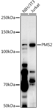PMS2 Rabbit Polyclonal Antibody [KO Validated]