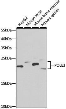 POLE3 Rabbit Polyclonal Antibody [KO Validated]
