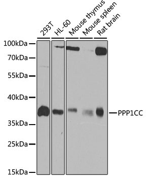 PPP1CC Rabbit Polyclonal Antibody [KO Validated]