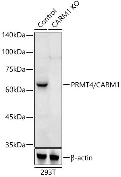 PRMT4/CARM1 Rabbit Polyclonal Antibody [KO Validated]