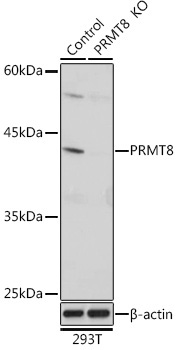 PRMT8 Rabbit Polyclonal Antibody [KO Validated]