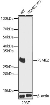 PSME2 Rabbit Polyclonal Antibody [KO Validated]