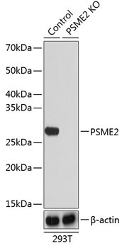 PSME2 Rabbit Polyclonal Antibody [KO Validated]
