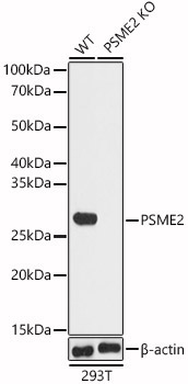 PSME2 Rabbit Polyclonal Antibody [KO Validated]