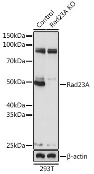 Rad23A Rabbit Polyclonal Antibody [KO Validated]